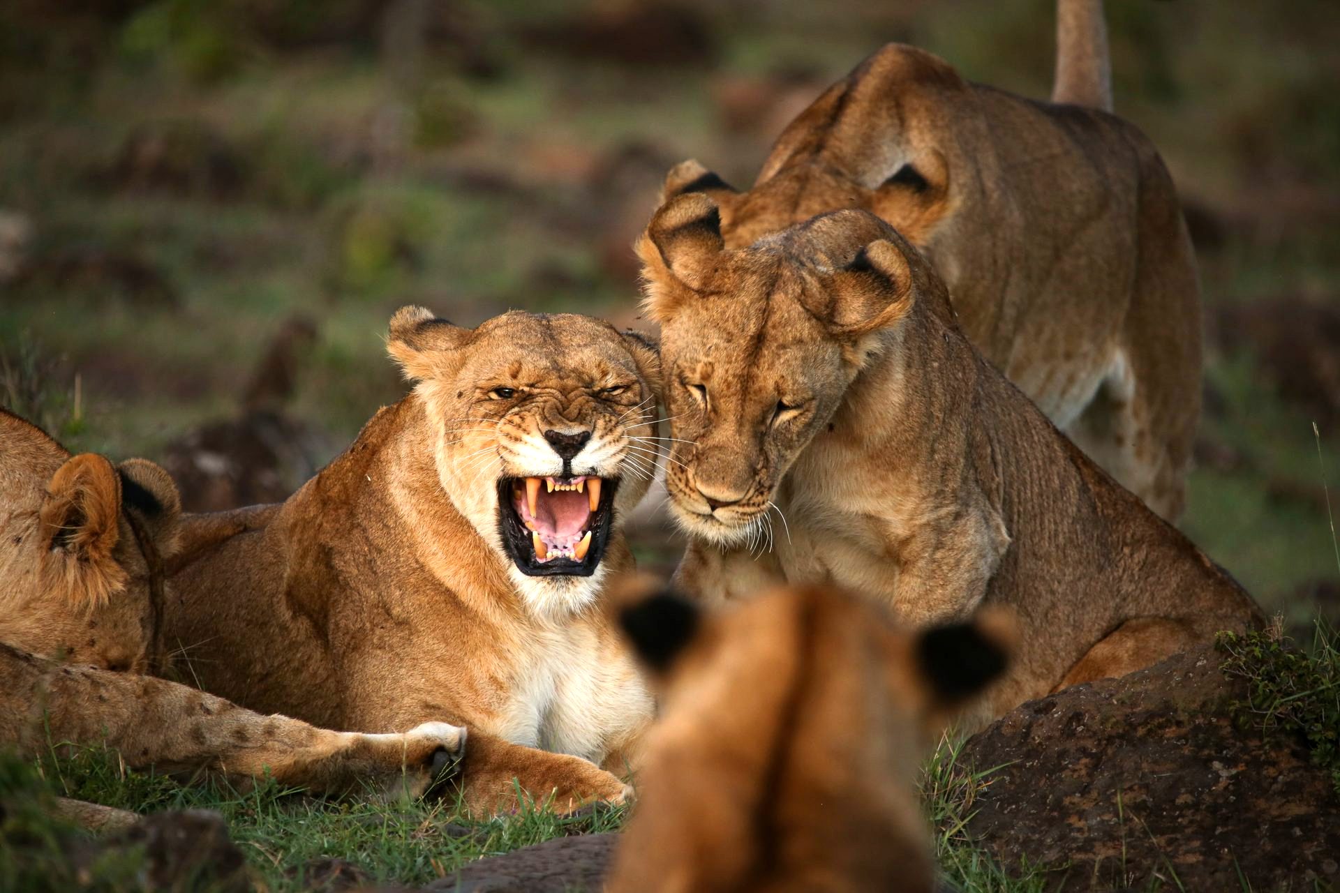 Lions in the Masai Mara — Wild Race Africa private safari, Kenya